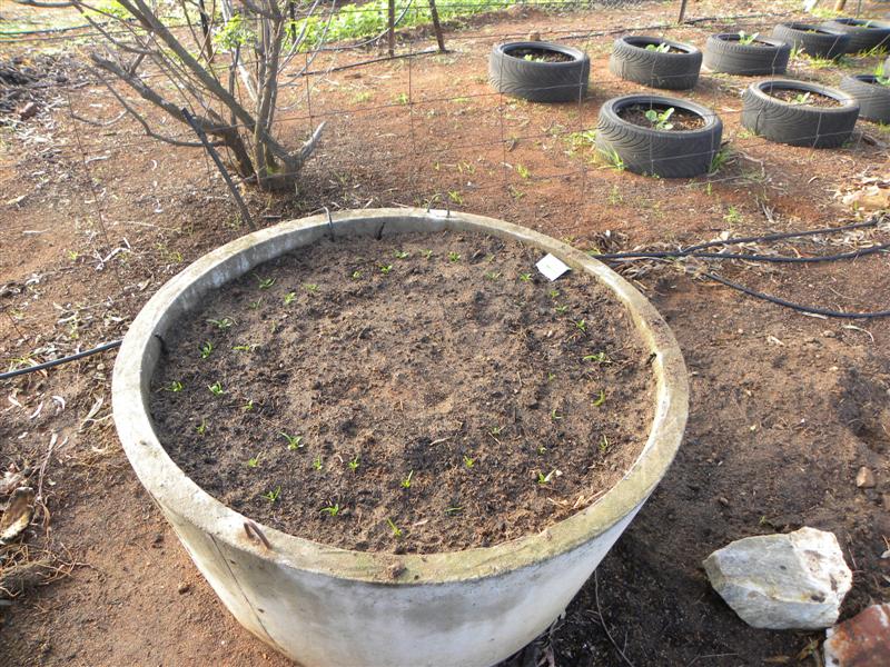 gardens byf 031 (Medium).jpg