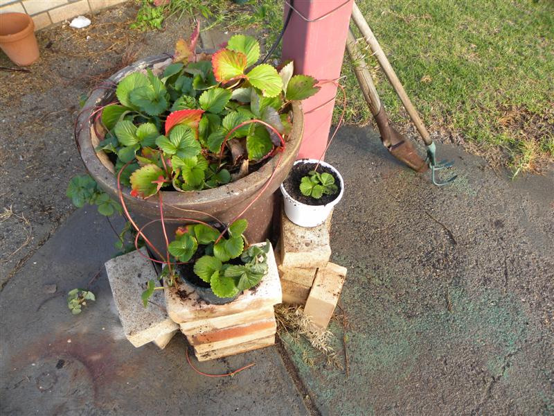 gardens byf 033 (Medium).jpg