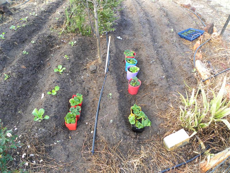 gardens byf 032 (Medium).jpg