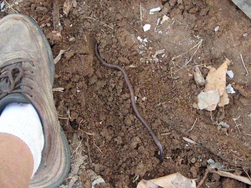 Large earthworm.JPG