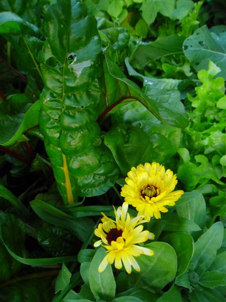 SAM_0073 (Medium).JPG