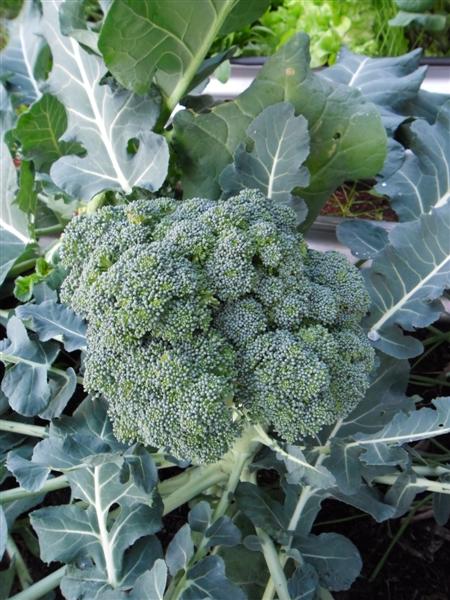 SAM_0074 (Medium).JPG