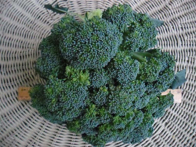 SAM_0083 (Medium).JPG