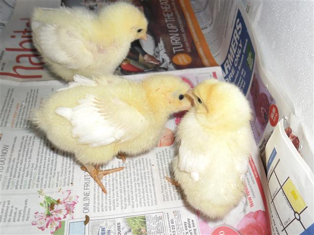 SAM_0248 (Small).JPG