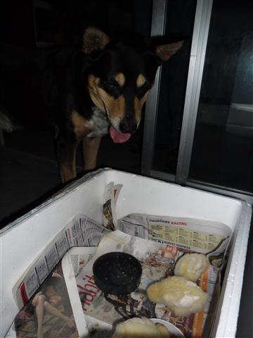 SAM_0250 (Small).JPG