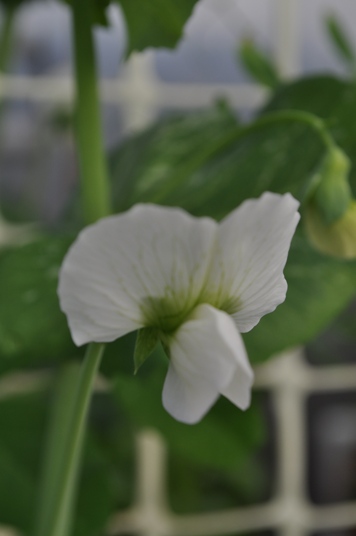 aquaponics 03.07.11 009.jpg