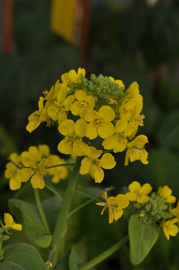 aquaponics 03.07.11 007.jpg