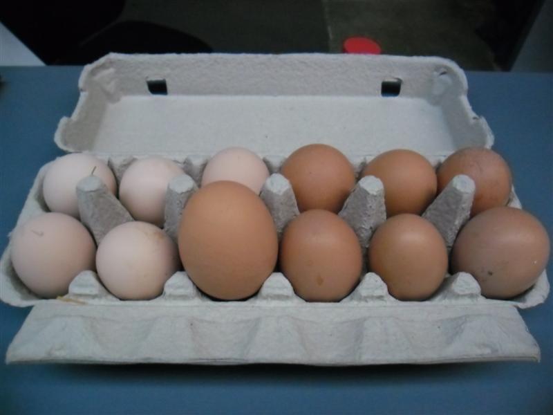 SAM_0114 (Medium).JPG