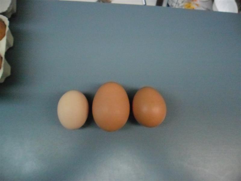 SAM_0115 (Medium).JPG