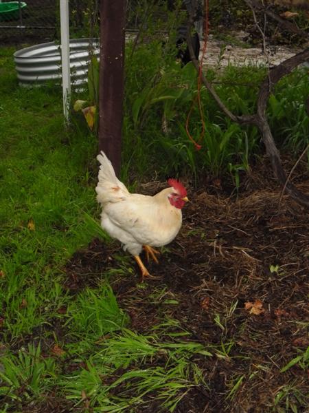 SAM_0315 (Medium).JPG