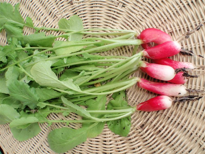 P4260534 (Medium).JPG