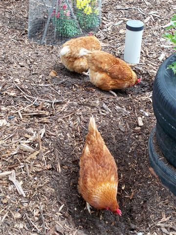 100_0276 (Small).JPG