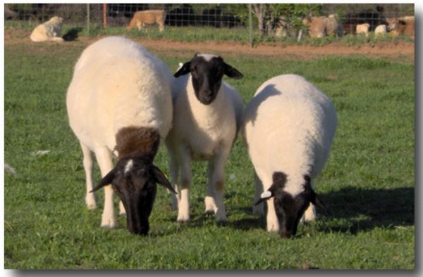 2007-12-27-Dorper-Sheep.jpg