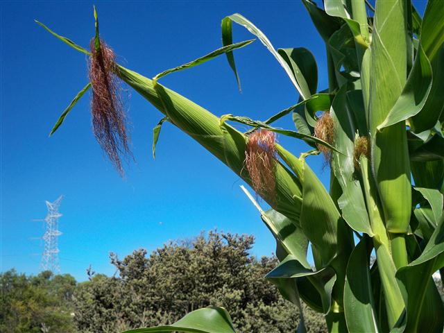 100_0675 (Small).JPG