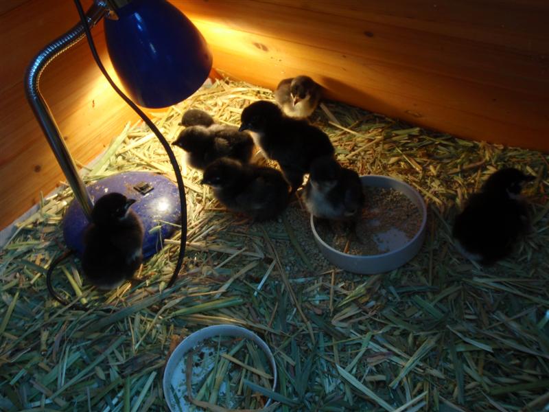 P8100334 (Medium).JPG