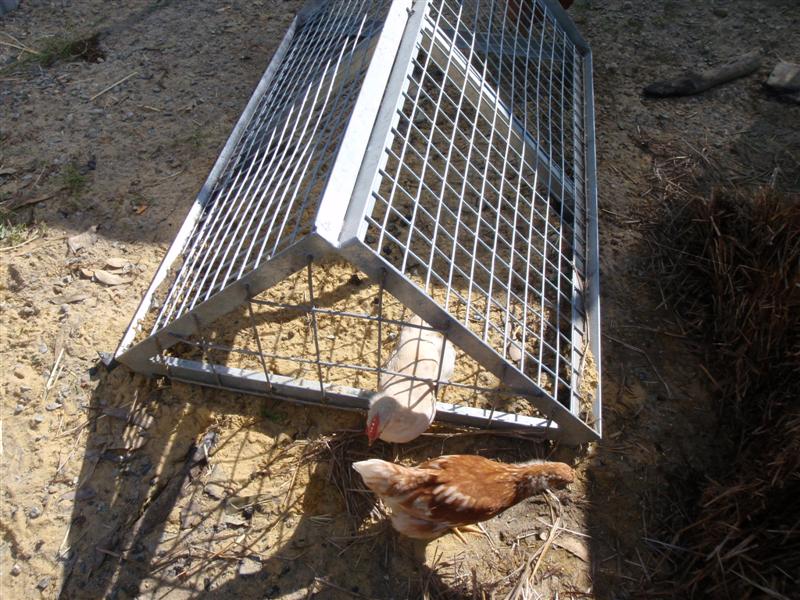 P8100331 (Medium).JPG