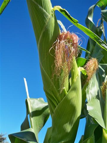 100_0676 (Small).JPG