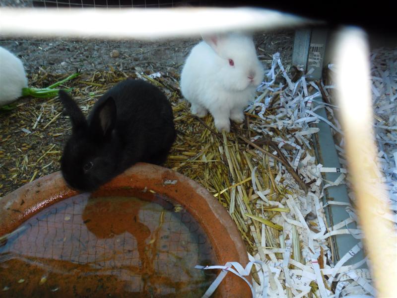 baby bunnies (Medium).JPG
