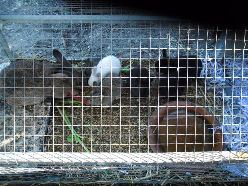 baby bunnies (1) (Medium).JPG