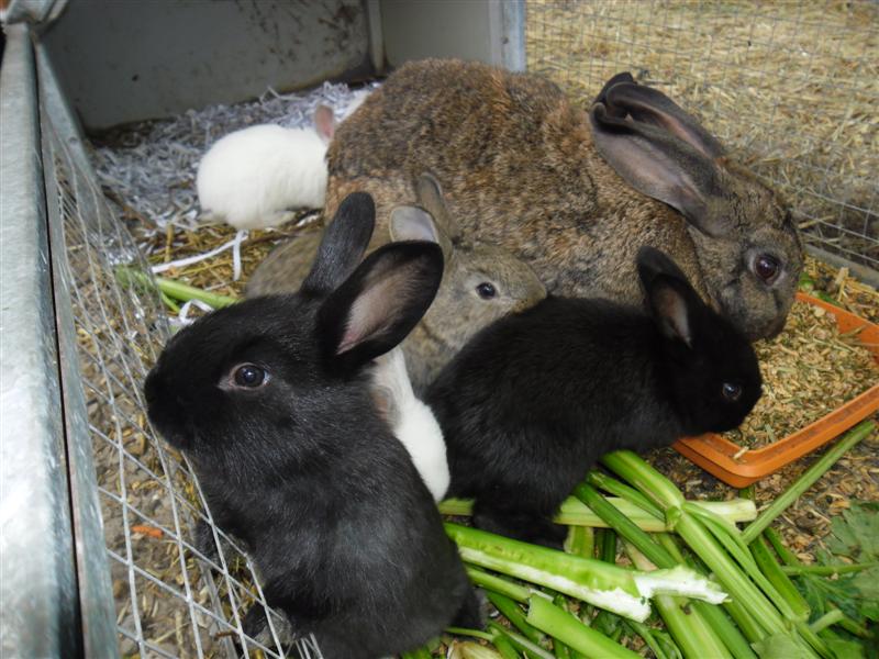 SAM_0578 (Medium).JPG