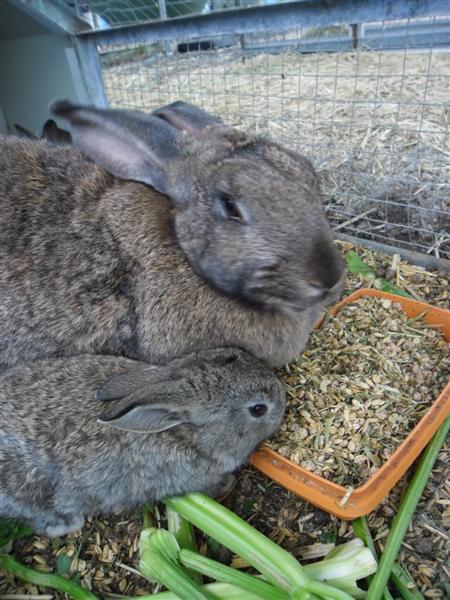 SAM_0581 (Medium).JPG