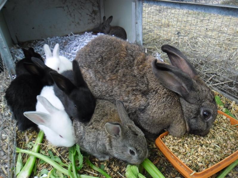 SAM_0582 (Medium).JPG