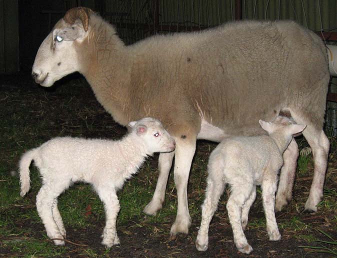lambs 12 hours old.jpg