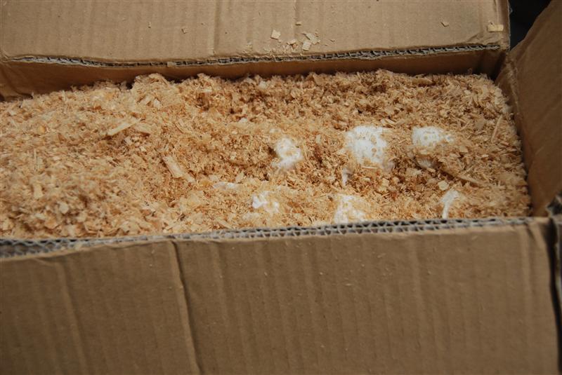 DSC_0345 (Custom).JPG