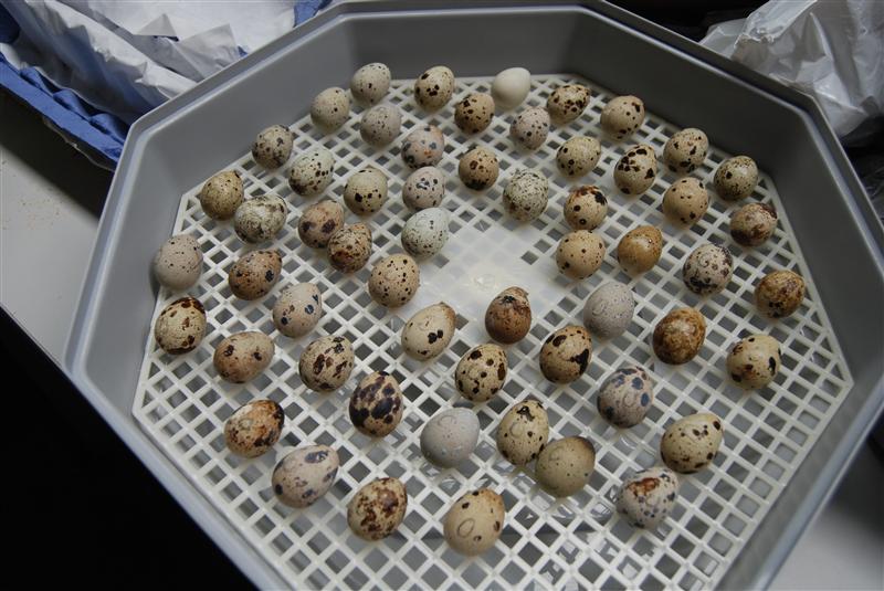 DSC_0351 (Custom).JPG