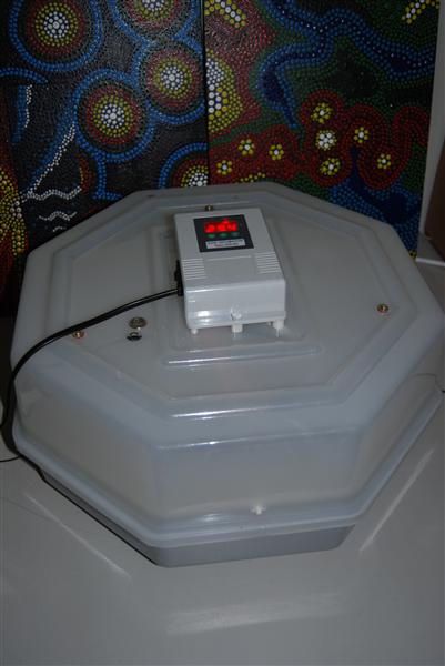 DSC_0359 (Custom).JPG