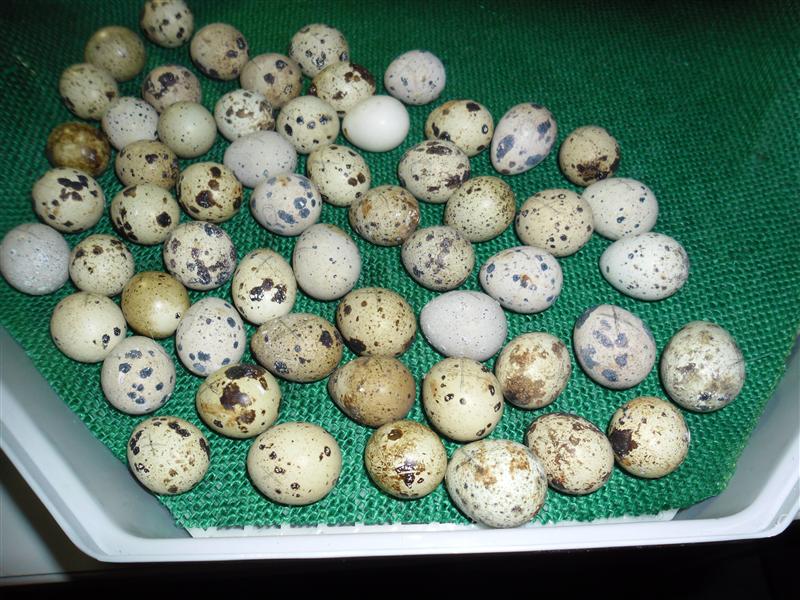 SAM_0696 (Custom).JPG