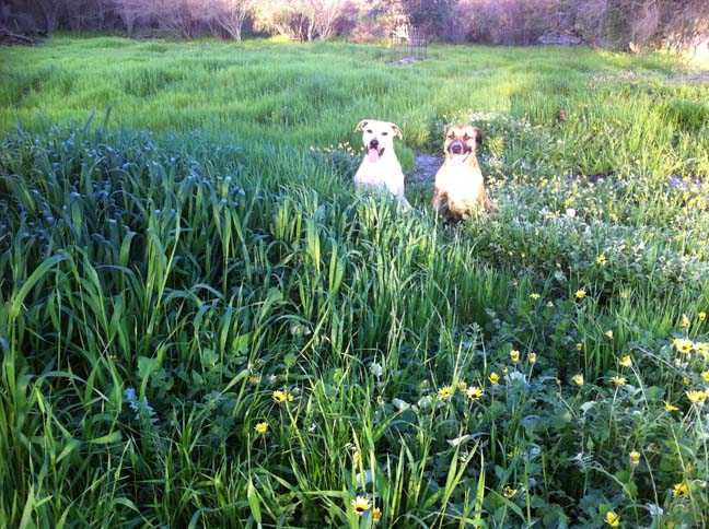 dogs and wheat.jpg
