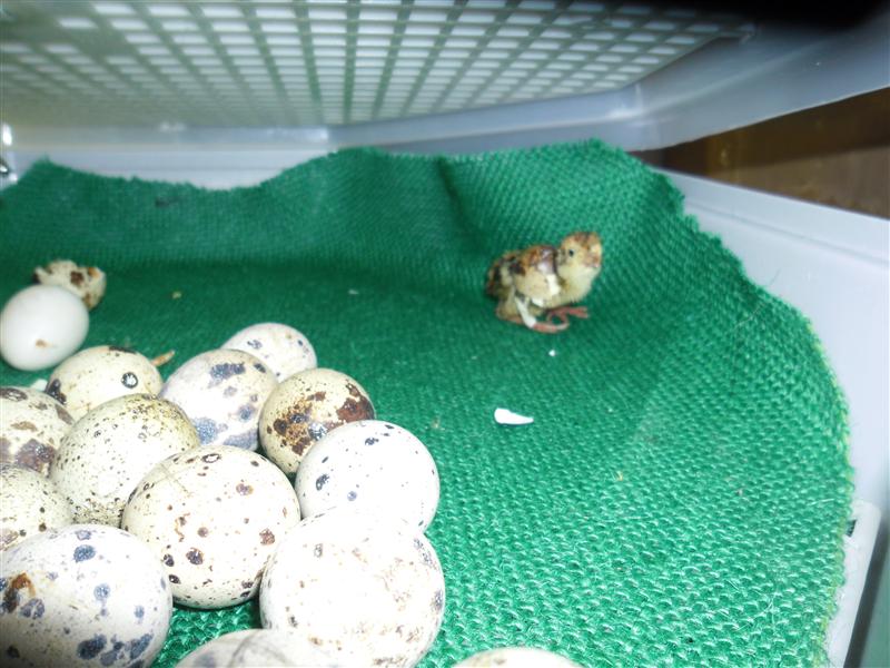 SAM_0708 (Custom).JPG