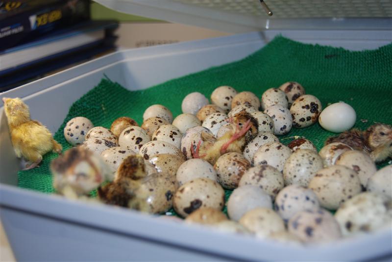 DSC_0565 (Custom).JPG