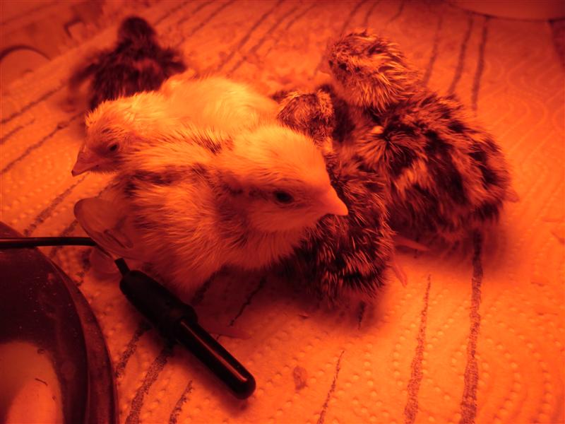 SAM_0723 (Custom).JPG