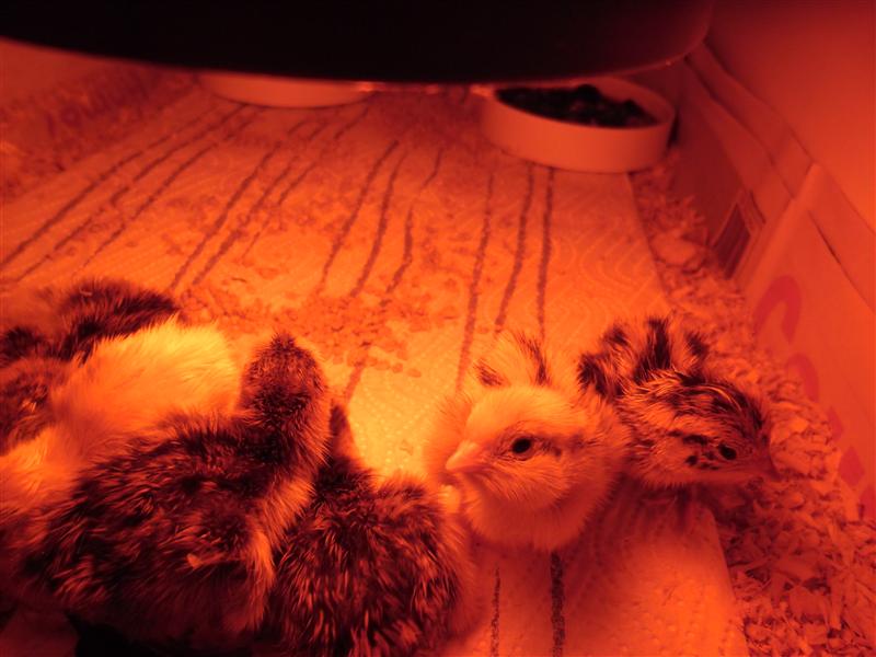 SAM_0724 (Custom).JPG