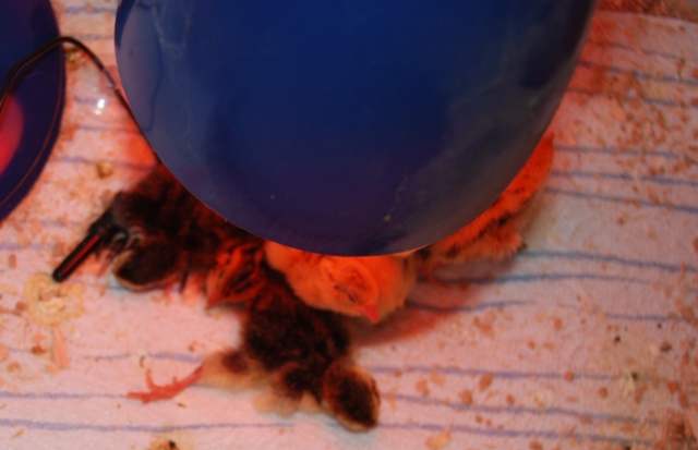 It is a bit scary sometimes and you want to poke them to see if they are okay.jpg