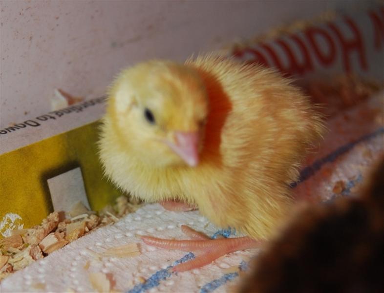 They come in a variety of colours (Custom).jpg