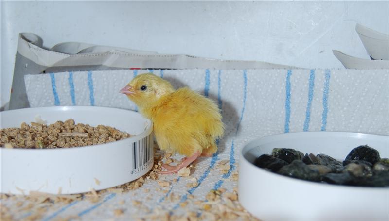 Dinner time in the brooder (Custom).jpg