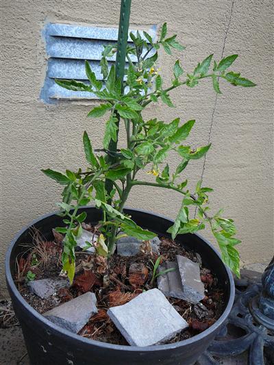 P1050579 (Custom).JPG