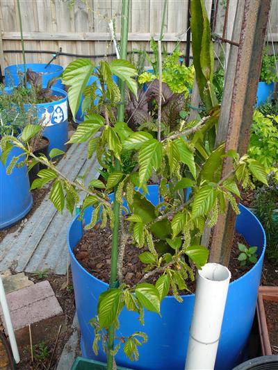 P1050575 (Custom).JPG