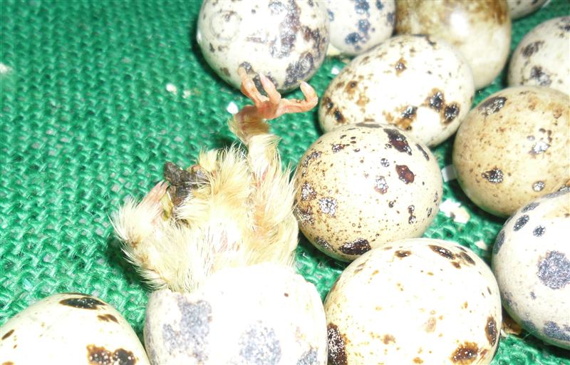 This one is arriving backwards (Custom).jpg