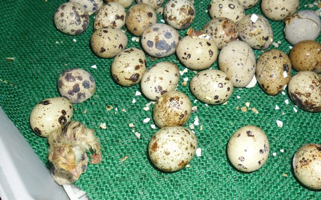 Looks like he made it and managed to get the egg shell helmet off his head.jpg