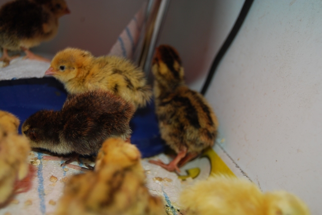 A healthy mix of colours.jpg