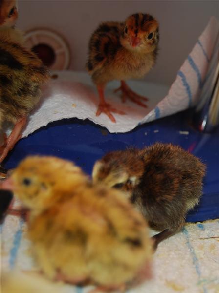 Inside the brooder (Custom).jpg