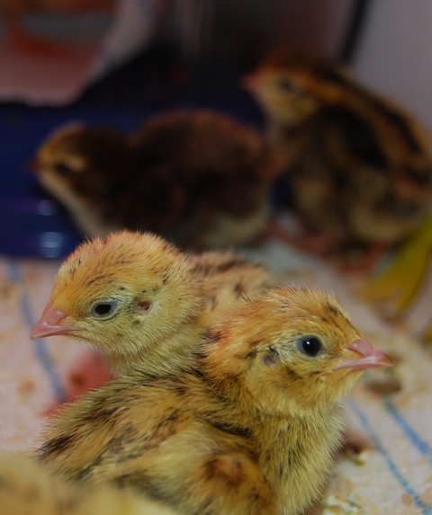 Looks like twins to me at a portait shoot.jpg