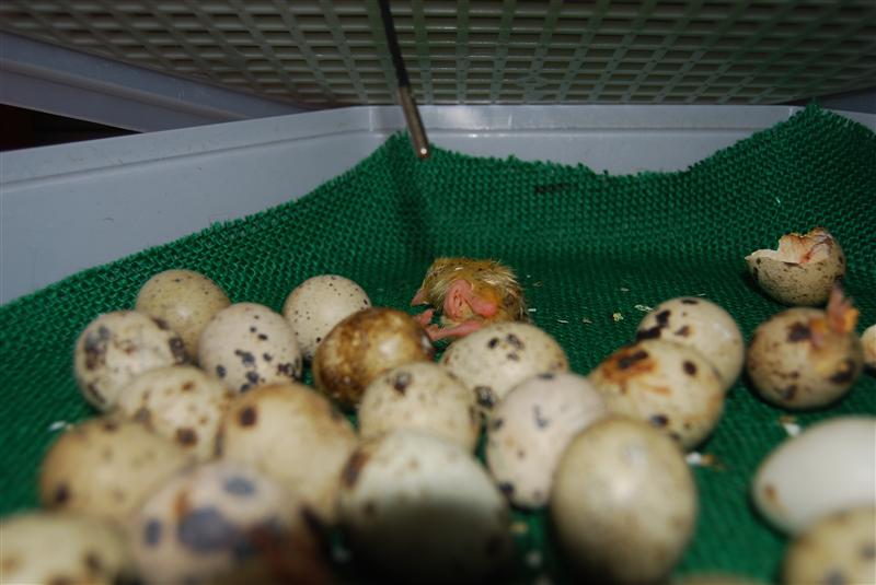 DSC_0664 (Custom).JPG