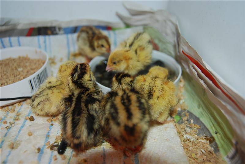 DSC_0660 (Custom).JPG