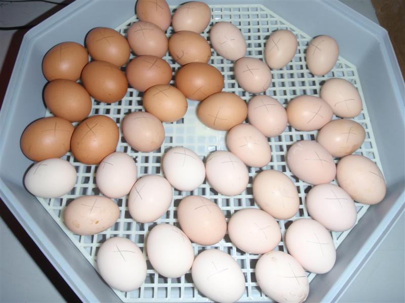 P9110359 (Medium).JPG