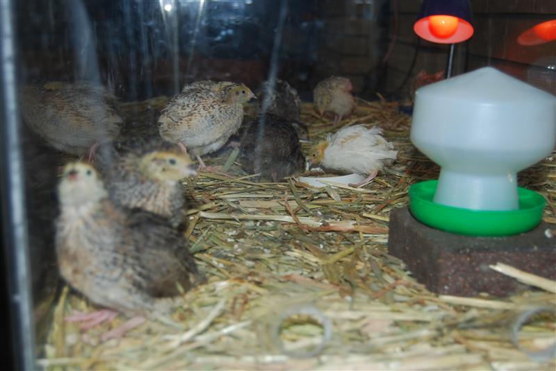 DSC_0767 (Custom).JPG